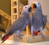 Beautiful and Lovely male and female Congo African Grey Parrots.